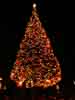 The City's Tree